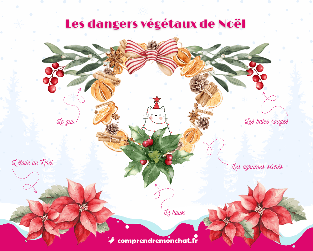 Les principaux végétaux de Noël toxiques pour les chats.