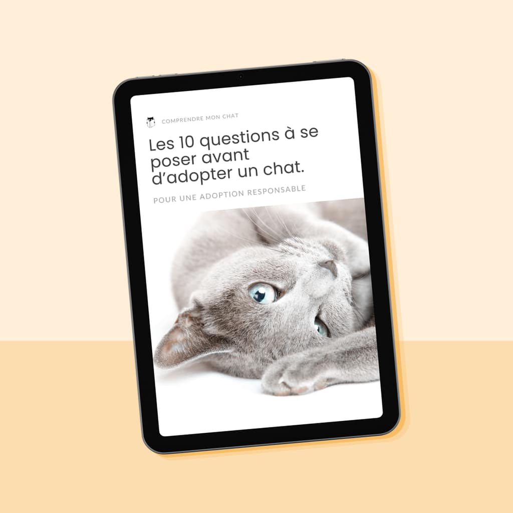 Vignette guide questions adoption chat