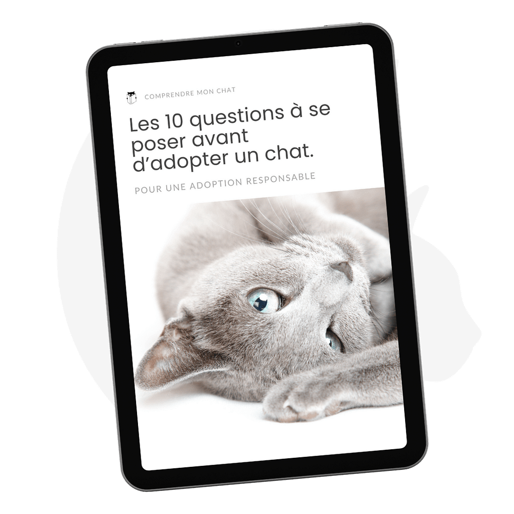 Les 10 questions à se poser avant d’adopter un chat
