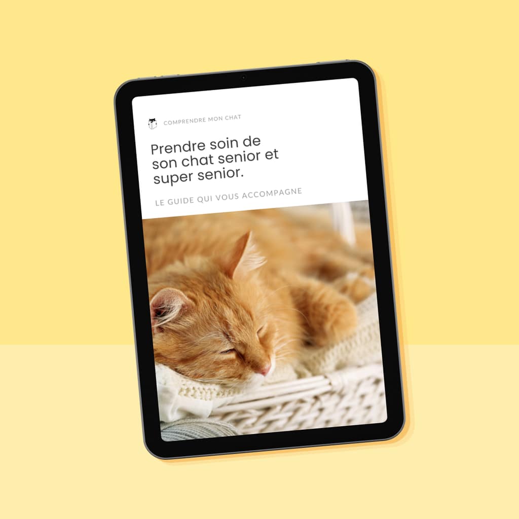 Vignette guide chat senior et super senior