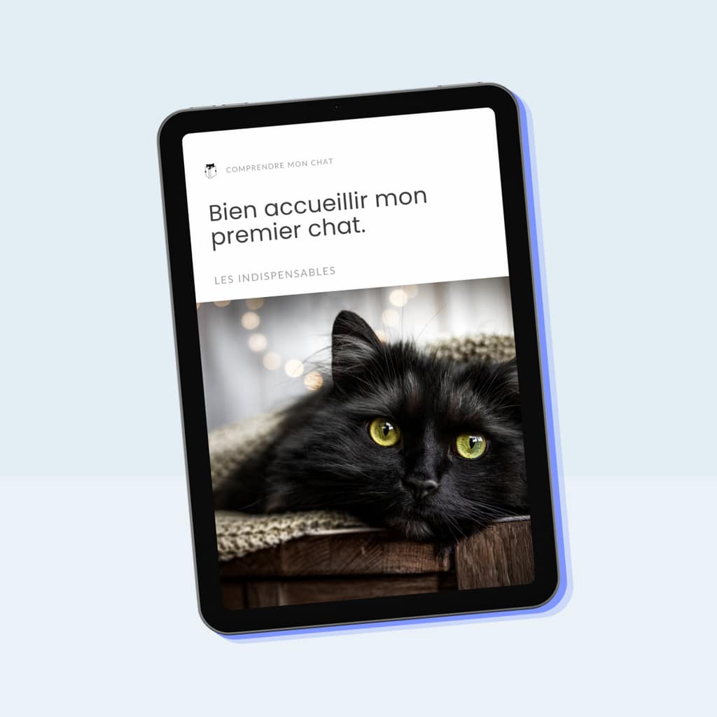 Guide accueillir son premier chat