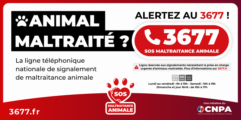 3677 animal maltraité