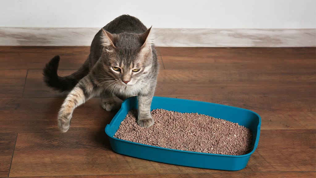 Photo article litière