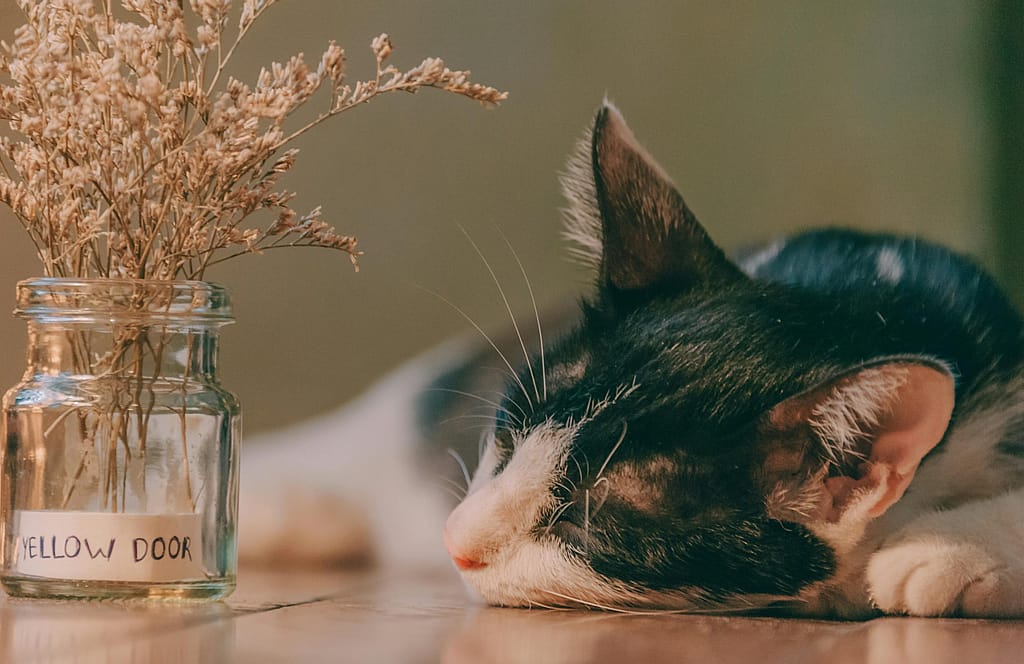 Close-up of a relaxed black and white cat lying indoors next to a glass jar with dried flowers.