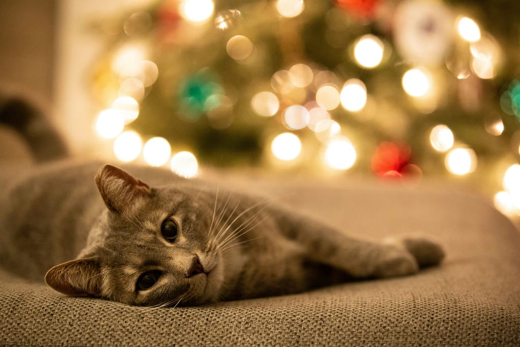 Chat de Noël