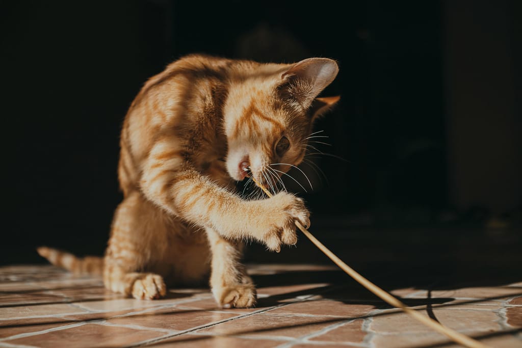 Chaton qui joue à l'intérieur Chaton qui joue à l'intérieur