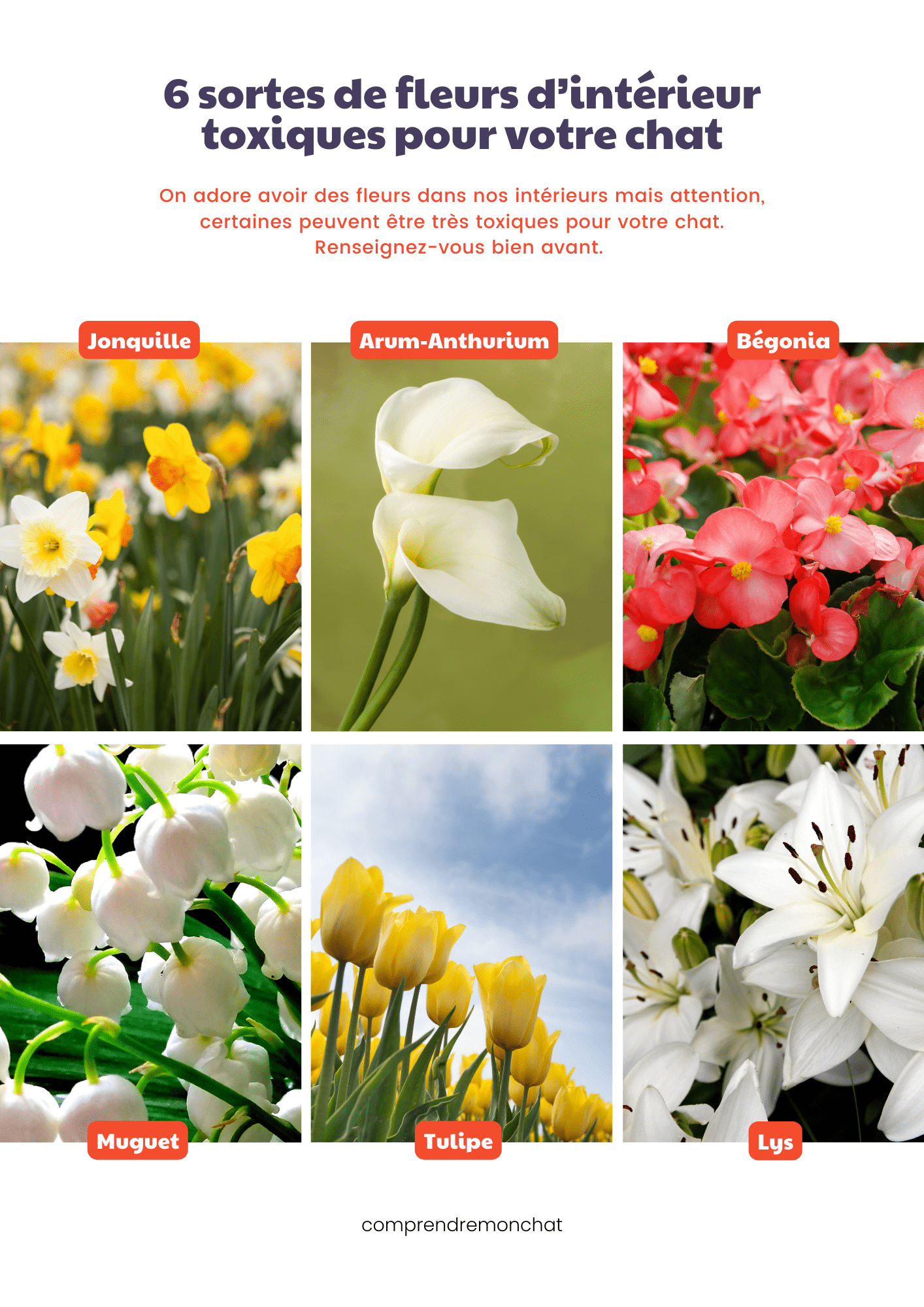 PRÉVENTION INTOXICATION.zip - 6 fleurs toxiques