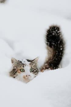 A fluffy cat with green eyes playfully peeks through deep snow, creating a charming winter scene.
