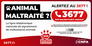3677 animal maltraité