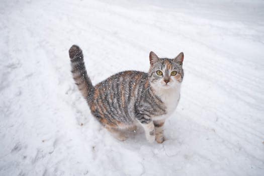 Chats tabby dans la neige