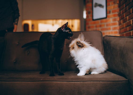 Chat et lapin A charming photo of a black cat and a fluffy rabbit sharing a brown couch indoors.