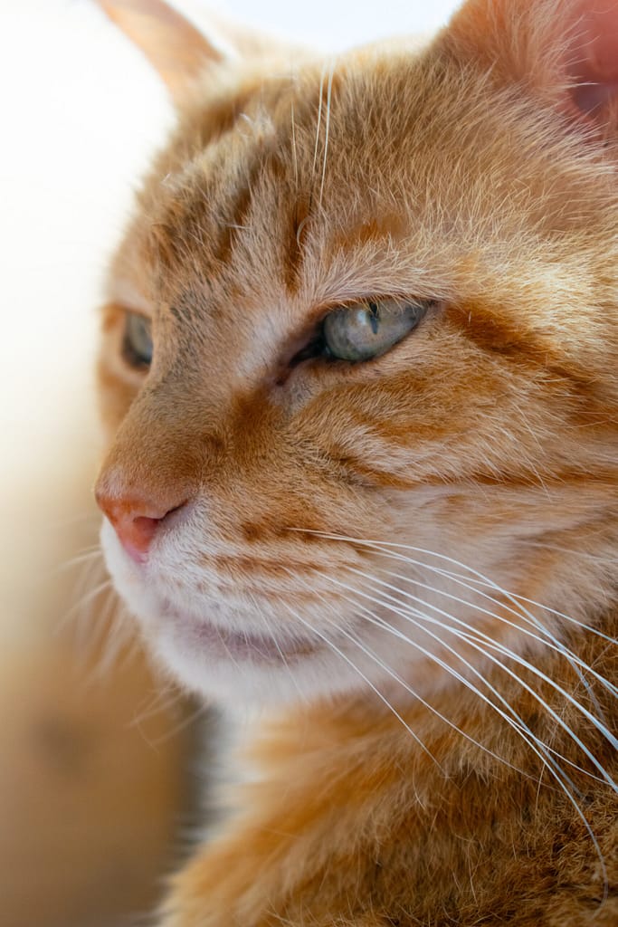Fidji Fidji de comprendre mon chat