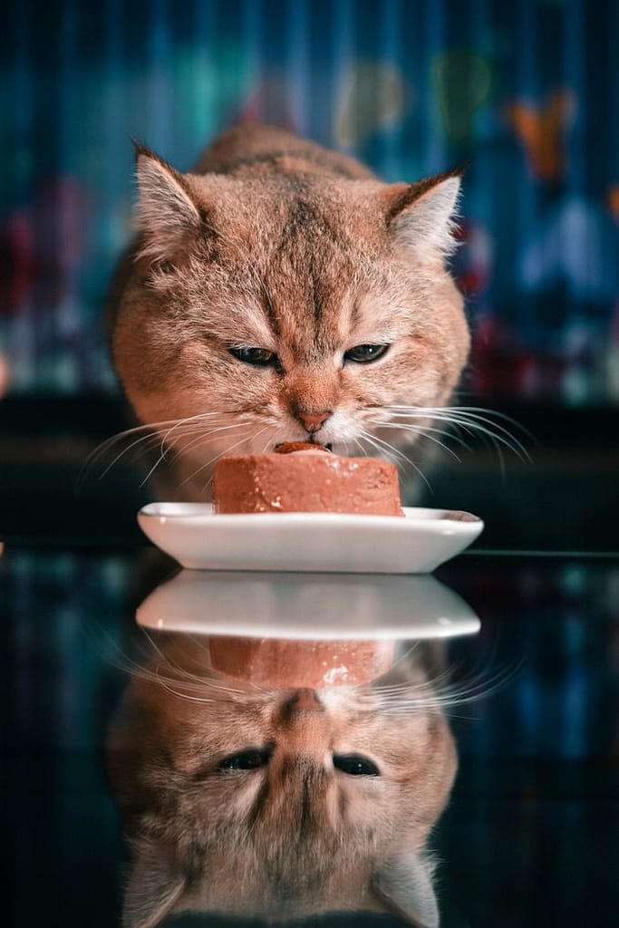Chat qui mange de l'alimentation humide.