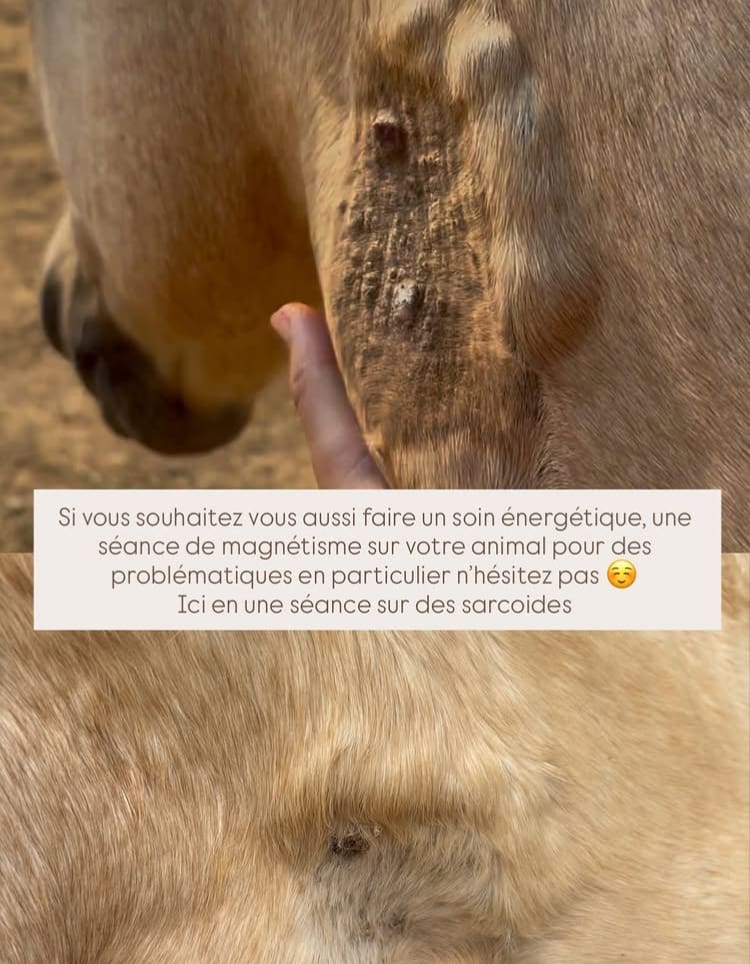 Capture d'écran d'un exemple de dérive de la communication animale