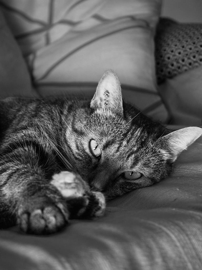 Thalia Thalia de l'équipe comprendre mon chat
