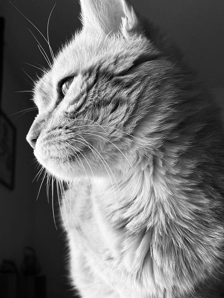Portrait de Fidji