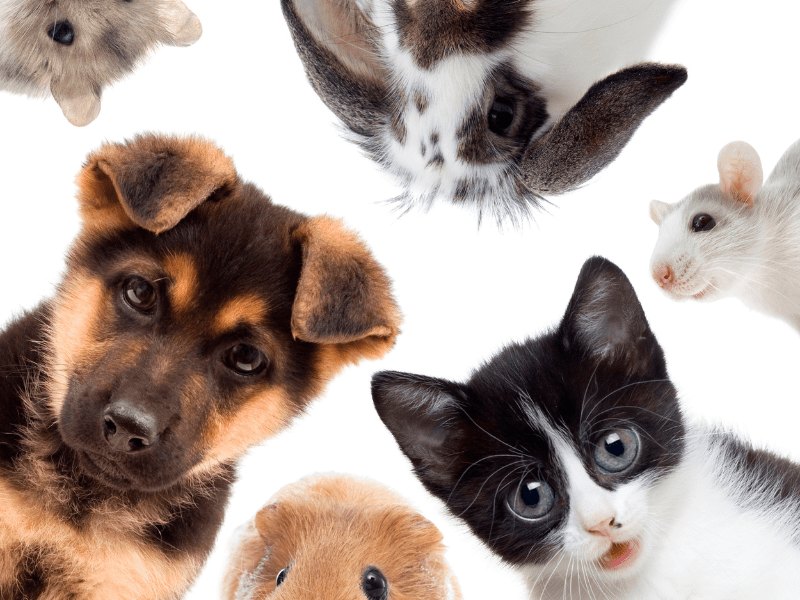 Aider un refuge animalier