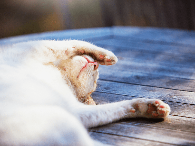 Le ronronnement chez le chat