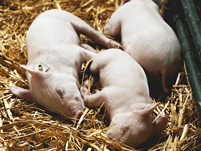 Les 5 libertés fondamentales des animaux terrestres