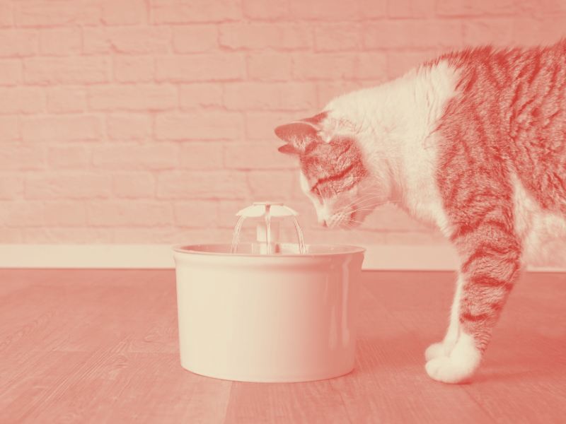 Fontaine à eau pour chat