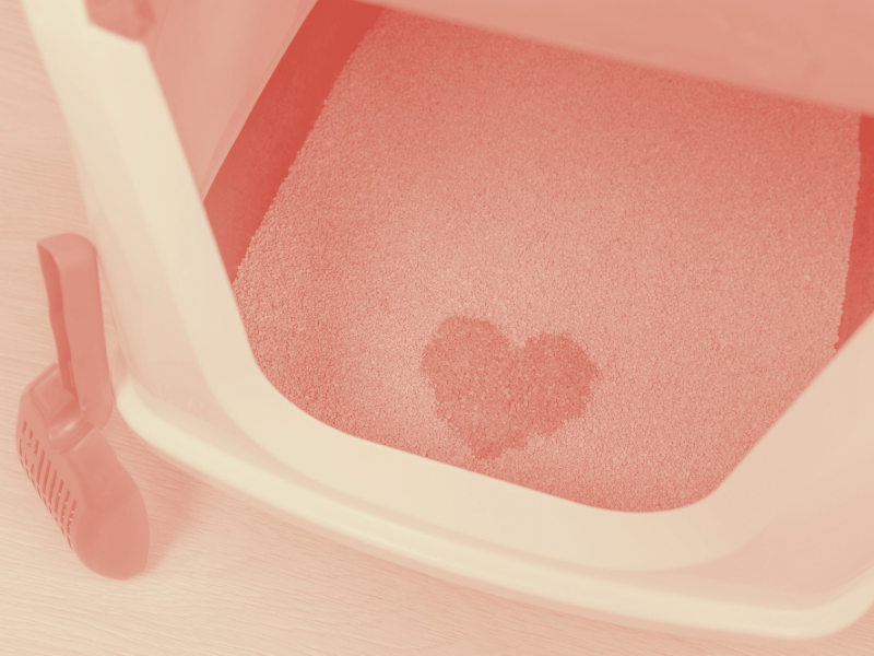 Vignette image fiche pratique entretien de la litière