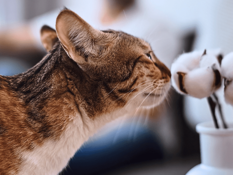 Vignette image article sur l’odorat du chat