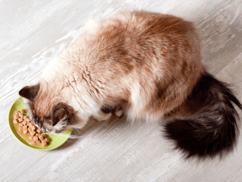 Webinaire prévention obésité