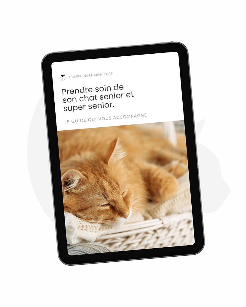 Prendre soin de son chat senior et super senior